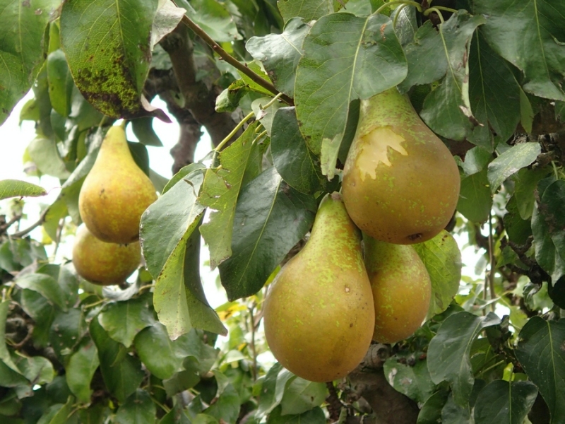Европейская прелюдия осени в обнимку с фотоаппаратом!