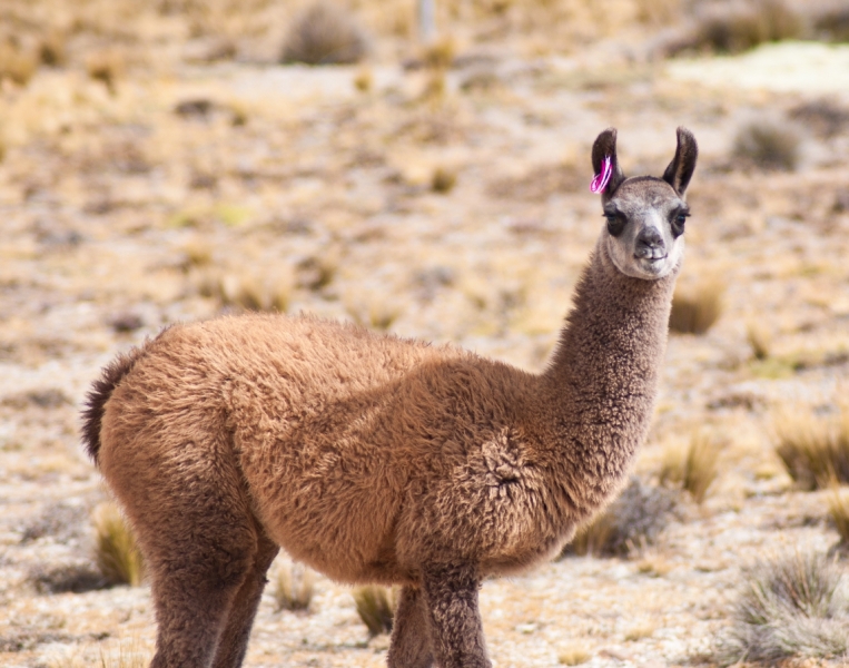 Юг Перу + Амазонка (апрель 2013, много фото)