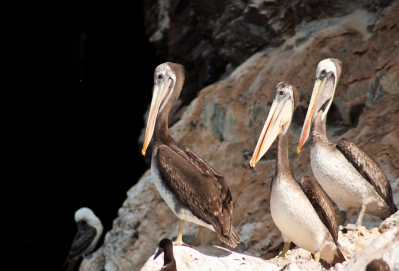 Юг Перу + Амазонка (апрель 2013, много фото)