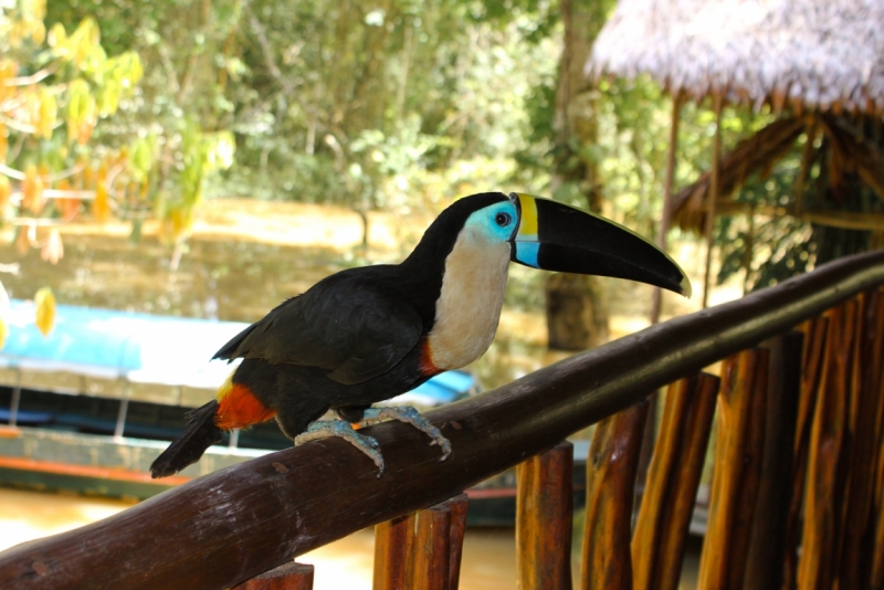 Юг Перу + Амазонка (апрель 2013, много фото)