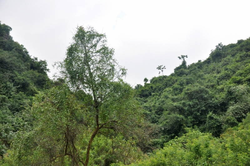 Вьетнам. Ханой, Нинь Бинь, Халонг на ноябрьские праздники 2014(много фото).