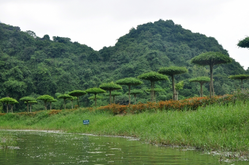 Вьетнам. Ханой, Нинь Бинь, Халонг на ноябрьские праздники 2014(много фото).