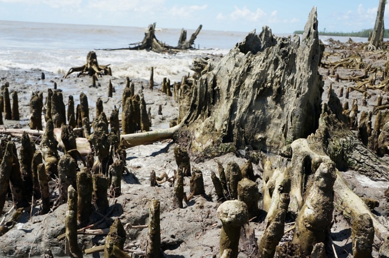 Клеенка из Бангладеш или кристально чистый Бангладеш (Сентябрь 2014 года)