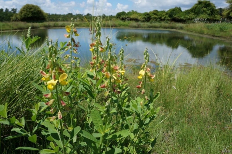 Клеенка из Бангладеш или кристально чистый Бангладеш (Сентябрь 2014 года)