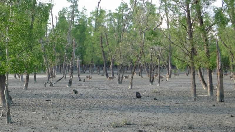 Клеенка из Бангладеш или кристально чистый Бангладеш (Сентябрь 2014 года)