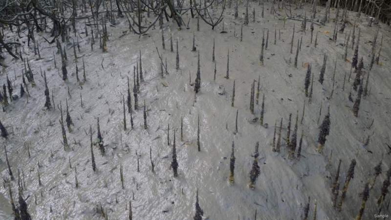 Клеенка из Бангладеш или кристально чистый Бангладеш (Сентябрь 2014 года)