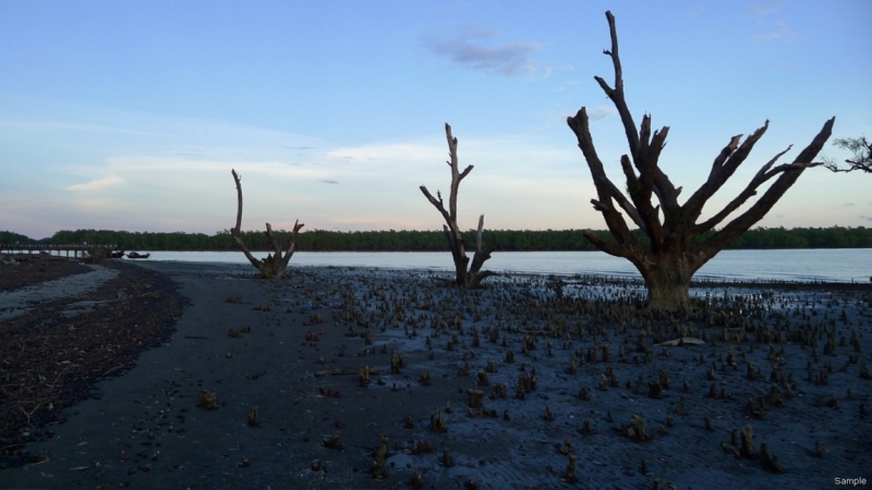 Клеенка из Бангладеш или кристально чистый Бангладеш (Сентябрь 2014 года)