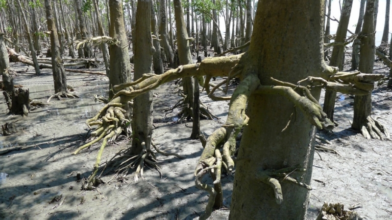 Клеенка из Бангладеш или кристально чистый Бангладеш (Сентябрь 2014 года)