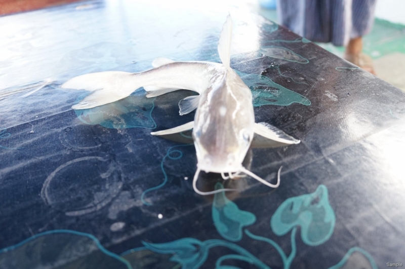 Клеенка из Бангладеш или кристально чистый Бангладеш (Сентябрь 2014 года)