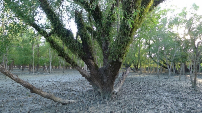 Клеенка из Бангладеш или кристально чистый Бангладеш (Сентябрь 2014 года)