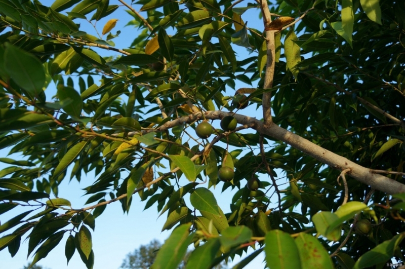 Клеенка из Бангладеш или кристально чистый Бангладеш (Сентябрь 2014 года)