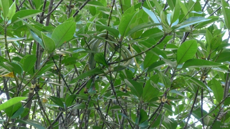 Клеенка из Бангладеш или кристально чистый Бангладеш (Сентябрь 2014 года)