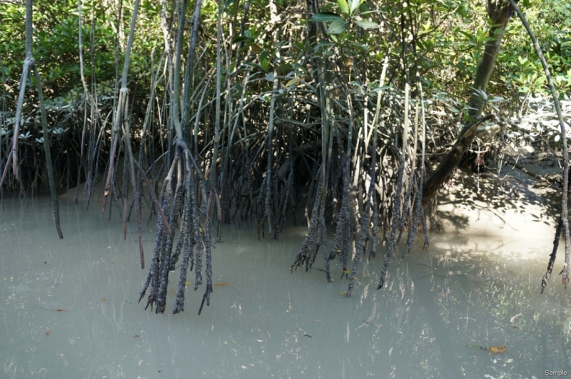 Клеенка из Бангладеш или кристально чистый Бангладеш (Сентябрь 2014 года)