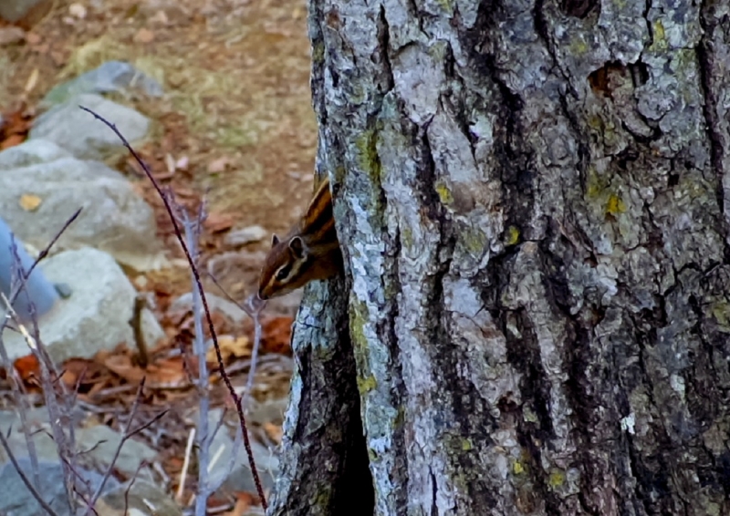 Еще один бурундук