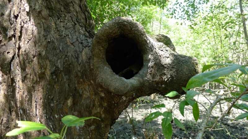 Клеенка из Бангладеш или кристально чистый Бангладеш (Сентябрь 2014 года)