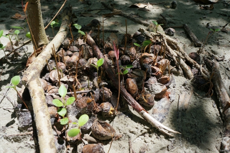 Клеенка из Бангладеш или кристально чистый Бангладеш (Сентябрь 2014 года)