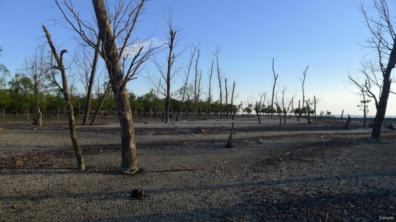 Клеенка из Бангладеш или кристально чистый Бангладеш (Сентябрь 2014 года)