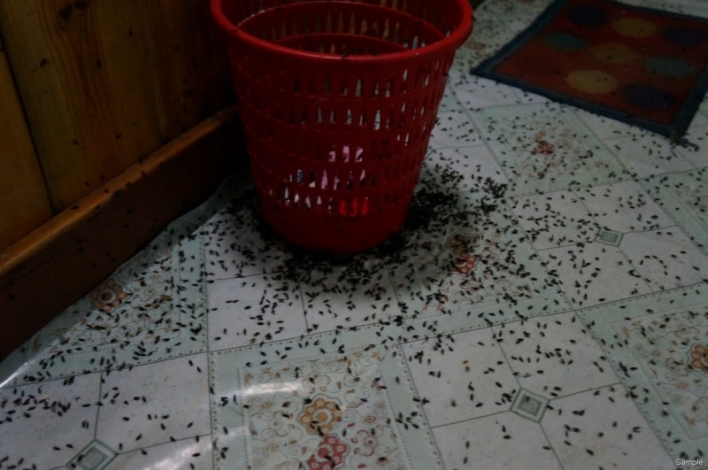 Клеенка из Бангладеш или кристально чистый Бангладеш (Сентябрь 2014 года)