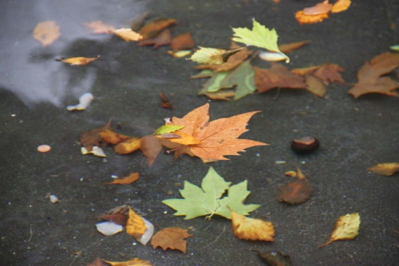 11 альпийских виршей