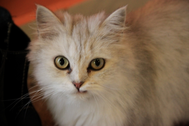 11 альпийских виршей