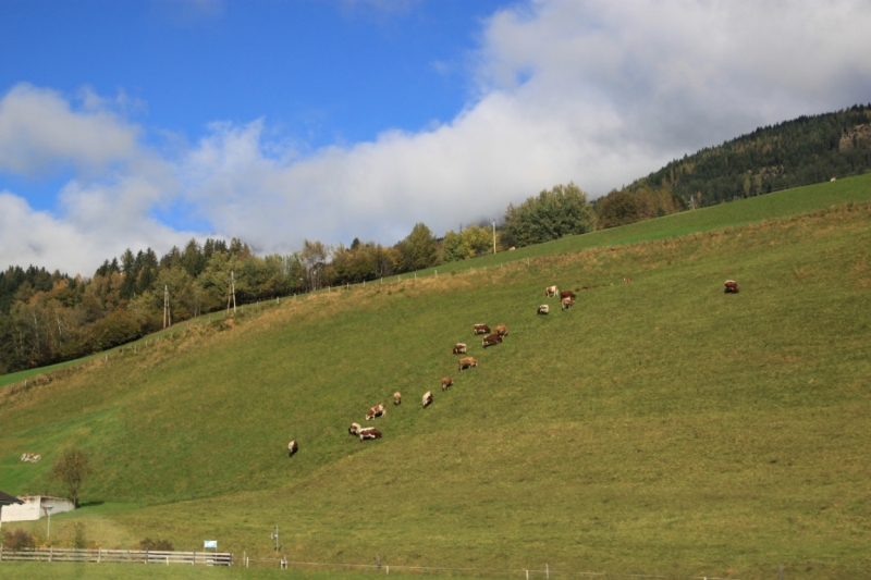 11 альпийских виршей