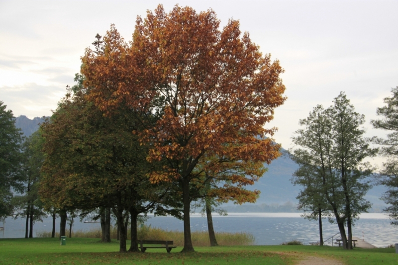 11 альпийских виршей