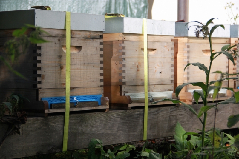 11 альпийских виршей