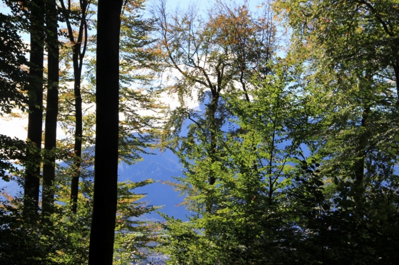 11 альпийских виршей