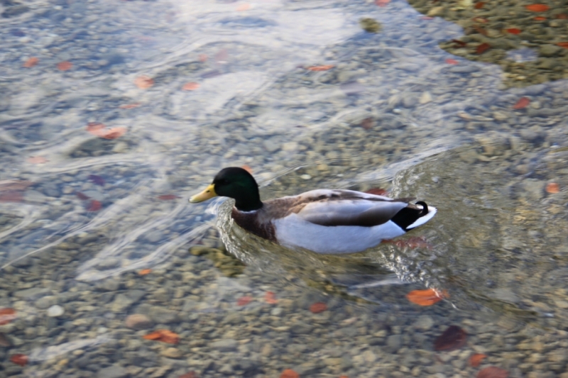 11 альпийских виршей