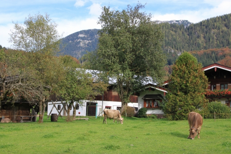 11 альпийских виршей