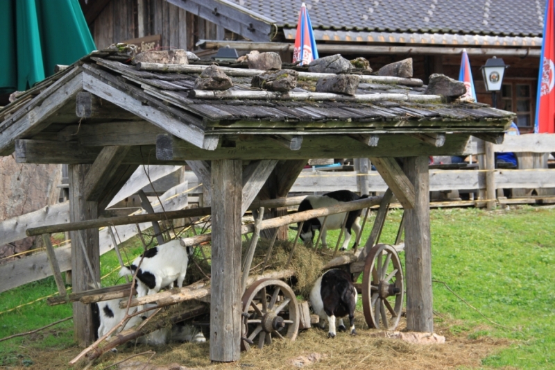 11 альпийских виршей