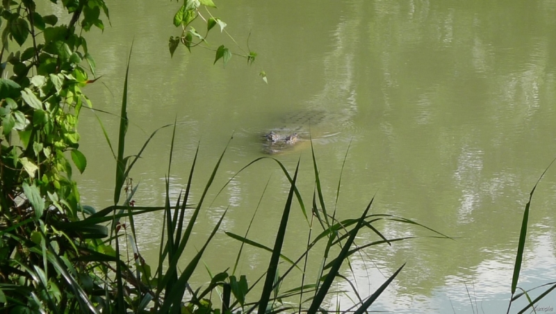 Клеенка из Бангладеш или кристально чистый Бангладеш (Сентябрь 2014 года)