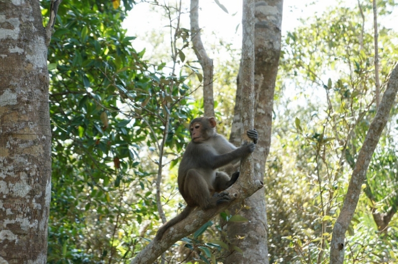 Клеенка из Бангладеш или кристально чистый Бангладеш (Сентябрь 2014 года)