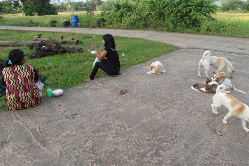 Немного о тайской деревне фото+видео  (Провинция Бурирам, район Пракхон Чай)