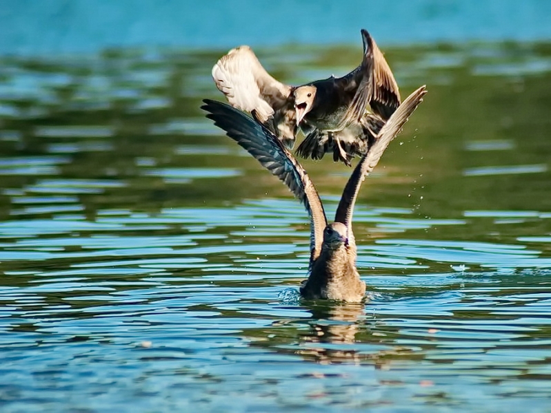 Птицы в фотографиях из путешествий