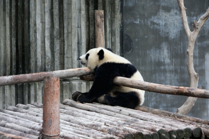 Октябрь 2014: Beijing–Datong–Xi’an–Chengdu–Emei/Leshan–Chongqing–Shanghai–Panjin-Beijin