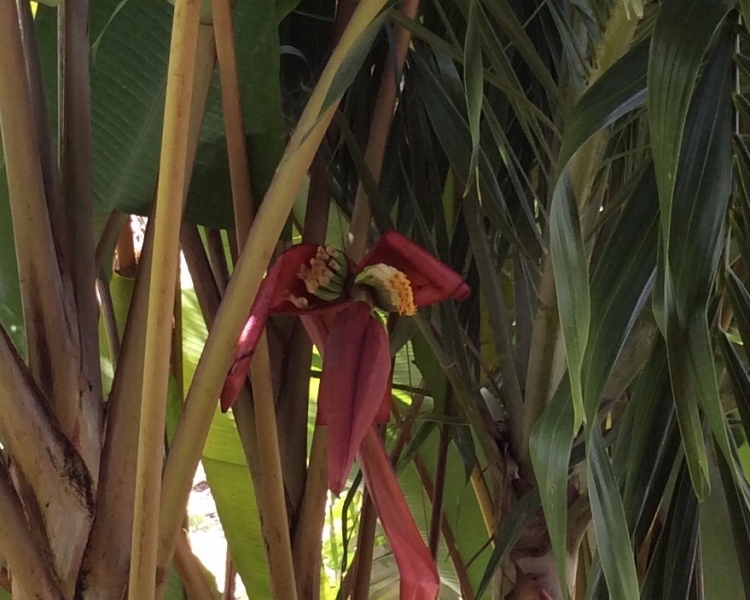 Краби  2010 - 2017 - впечатления, эмоции, массажи, закаты, фото