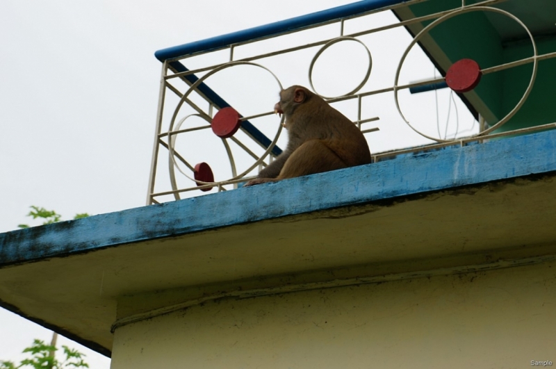 Клеенка из Бангладеш или кристально чистый Бангладеш (Сентябрь 2014 года)