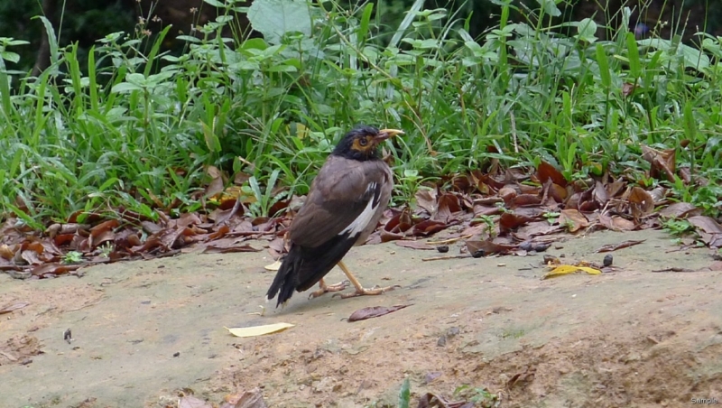 Клеенка из Бангладеш или кристально чистый Бангладеш (Сентябрь 2014 года)