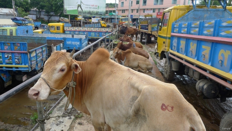 Клеенка из Бангладеш или кристально чистый Бангладеш (Сентябрь 2014 года)