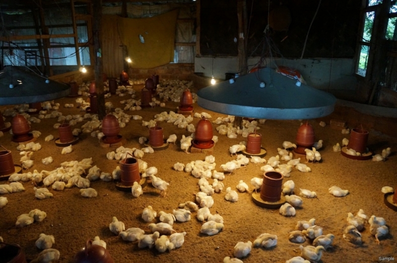 Клеенка из Бангладеш или кристально чистый Бангладеш (Сентябрь 2014 года)