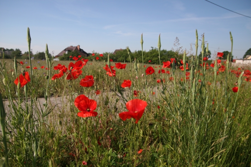 На машине с тремя детьми в кемпингах. Италия, Австрия, Чехия