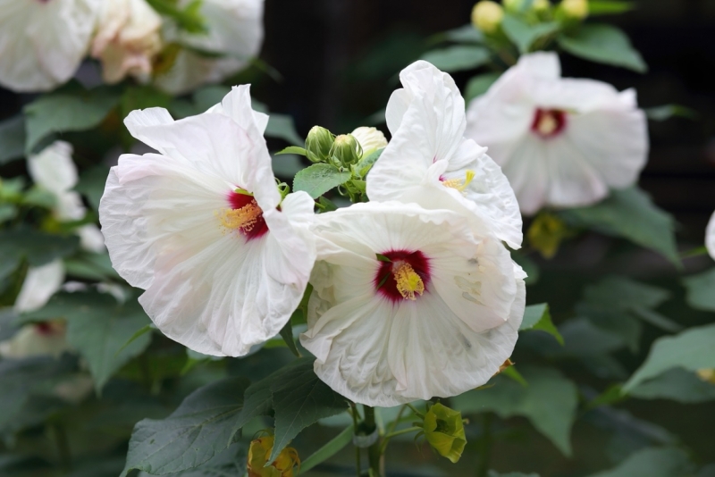 сша путешествие