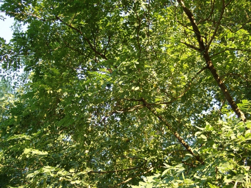 сша путешествие