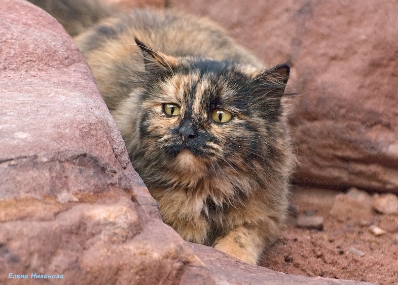 Иорданские восхищения и разочарования