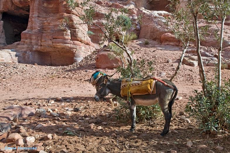Иорданские восхищения и разочарования
