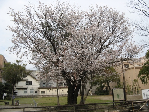 Япония, весна 2008 год (осторожно - много фото!). Завершен.