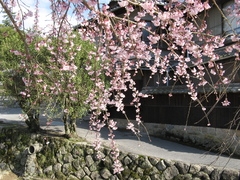Япония, весна 2008 год (осторожно - много фото!). Завершен.