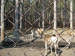 Япония, октябрь 2008. На север за красными листьями кленов. (Трафик!)