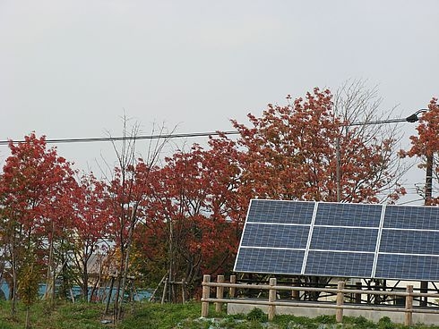 Япония, октябрь 2008. На север за красными листьями кленов. (Трафик!)